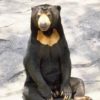 What does the bear say?クマさんの鳴き声は？